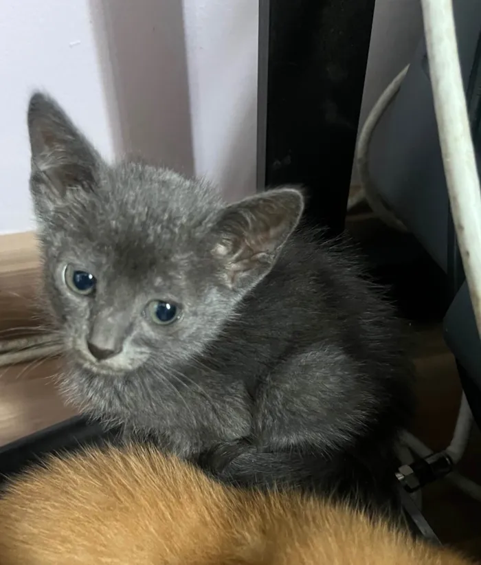 Gato ra a SRD-ViraLata idade Abaixo de 2 meses nome Tyna