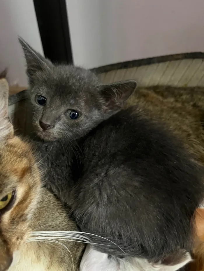 Gato ra a SRD-ViraLata idade Abaixo de 2 meses nome Tyna