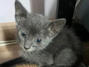 Gato raça SRD-ViraLata idade Abaixo de 2 meses nome Tyna