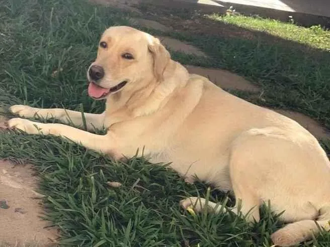 Cachorro ra a Labrador idade 6 ou mais anos nome Pepper