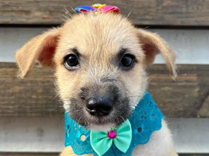 Cachorro ra a SRD-ViraLata idade 2 a 6 meses nome Paula