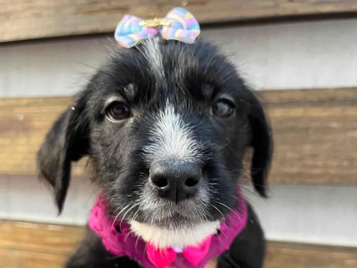 Cachorro ra a SRD-ViraLata idade 2 a 6 meses nome Paloma