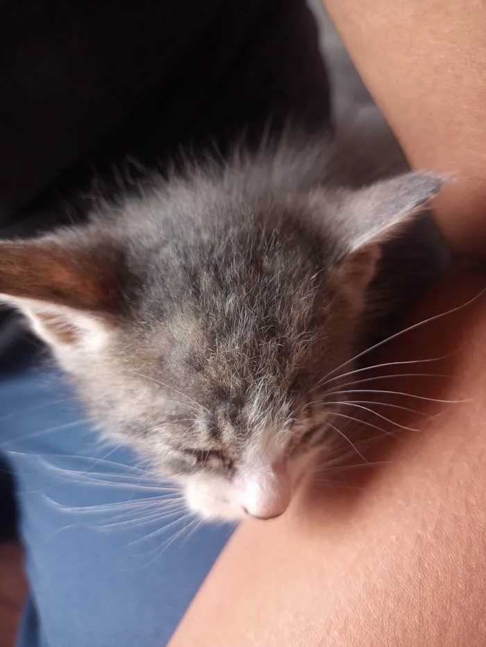 Gato ra a Exótico idade Abaixo de 2 meses nome Tigresa 