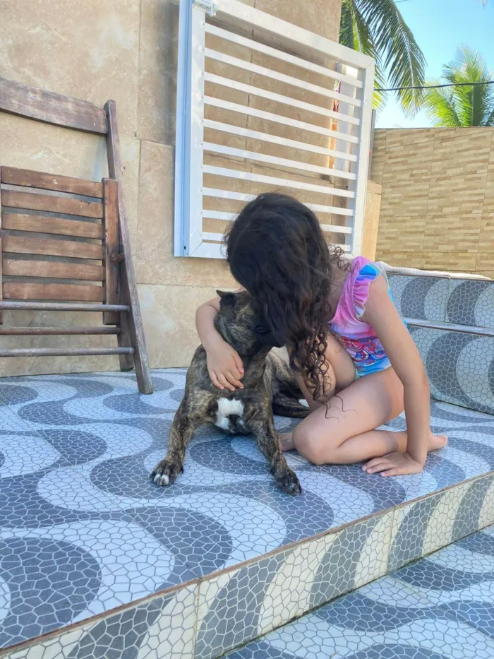 Cachorro ra a Pit-Bull idade 3 anos nome Michelle