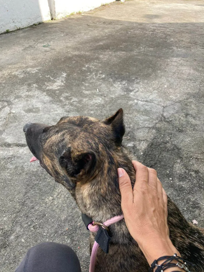 Cachorro ra a Pit-Bull idade 3 anos nome Michelle