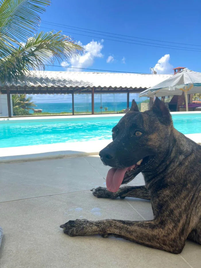 Cachorro ra a Pit-Bull idade 3 anos nome Michelle