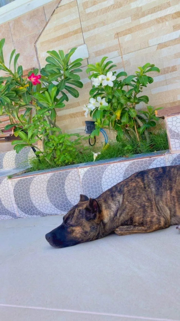 Cachorro ra a Pit-Bull idade 3 anos nome Michelle