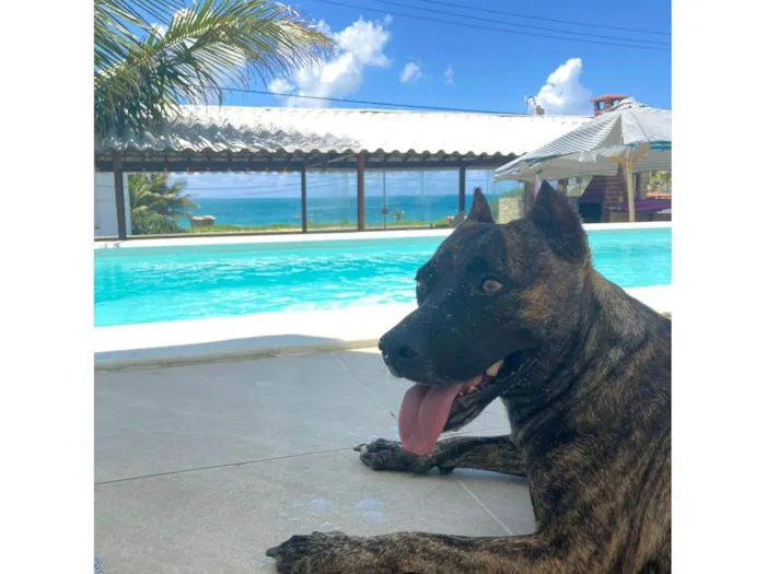 Cachorro ra a Pit-Bull idade 3 anos nome Michelle