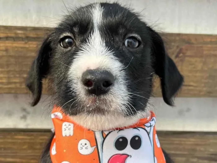 Cachorro ra a SRD-ViraLata idade 2 a 6 meses nome Pedro