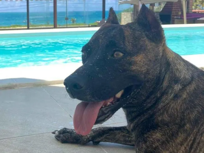 Cachorro ra a Pit-Bull idade 3 anos nome Michelle