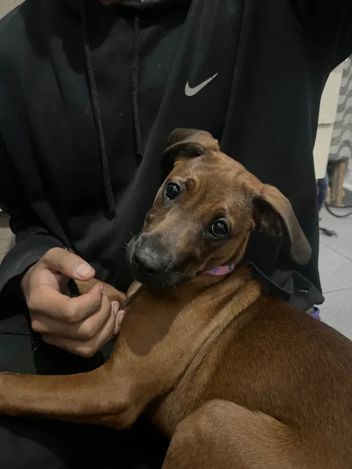 Cachorro ra a SRD-ViraLata idade 2 a 6 meses nome Filhota