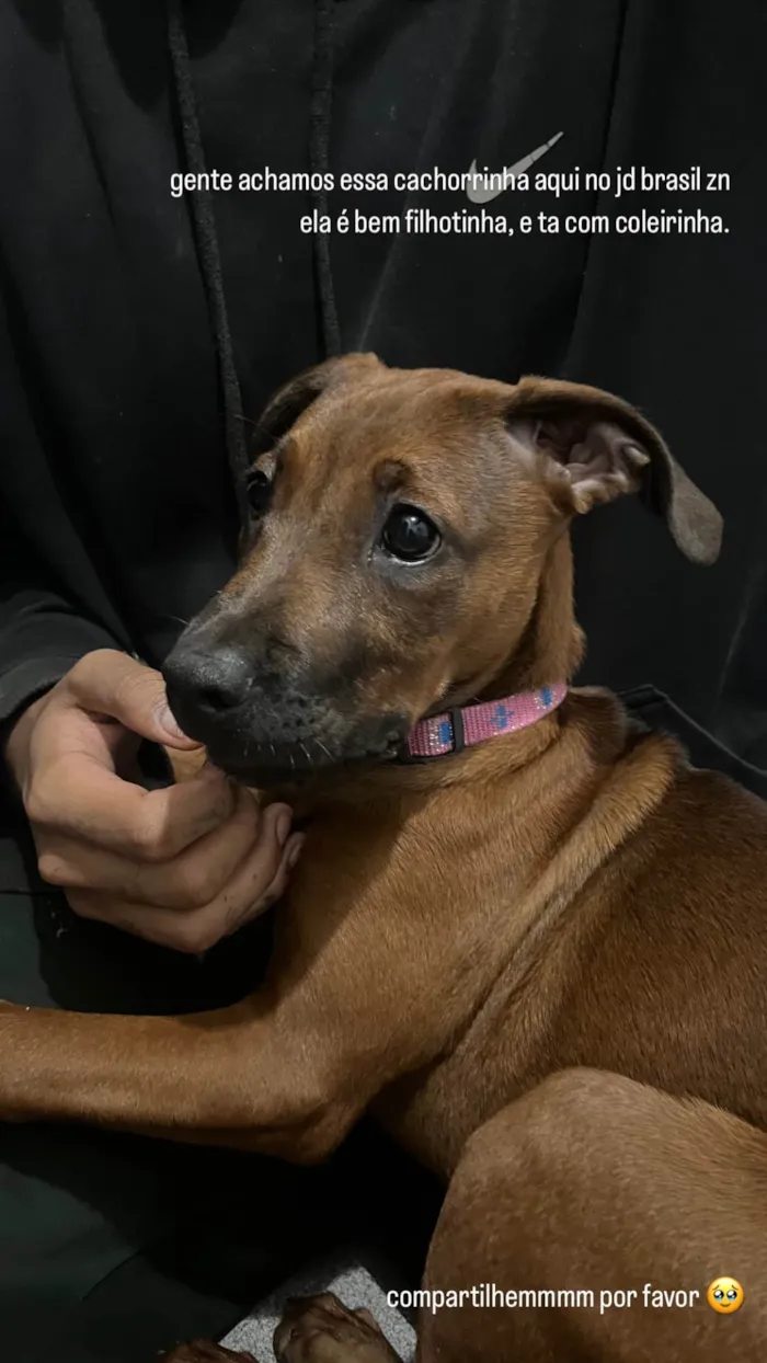 Cachorro ra a SRD-ViraLata idade 2 a 6 meses nome Filhota