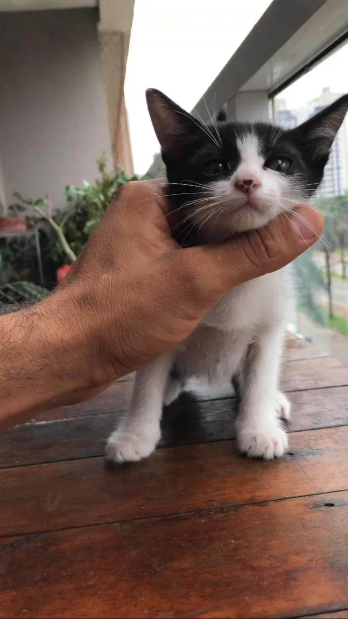 Gato ra a SRD-ViraLata idade Abaixo de 2 meses nome 10 filhotes