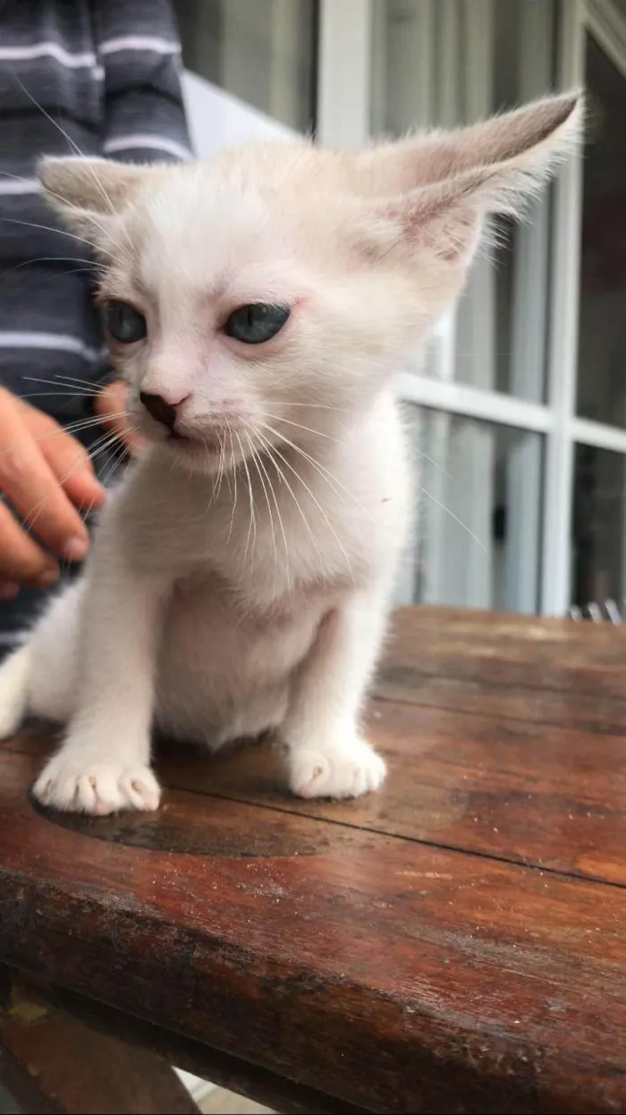 Gato ra a SRD-ViraLata idade Abaixo de 2 meses nome 10 filhotes