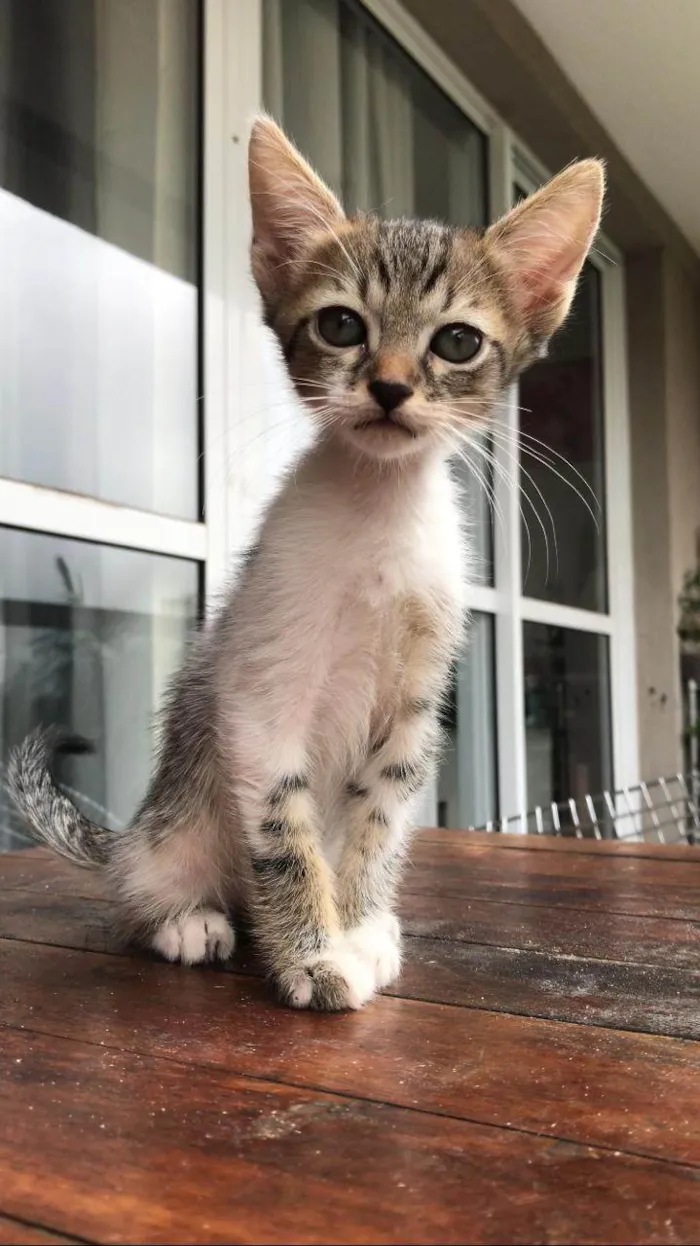 Gato ra a SRD-ViraLata idade Abaixo de 2 meses nome 10 filhotes