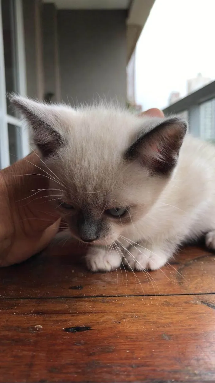 Gato ra a SRD-ViraLata idade Abaixo de 2 meses nome 10 filhotes