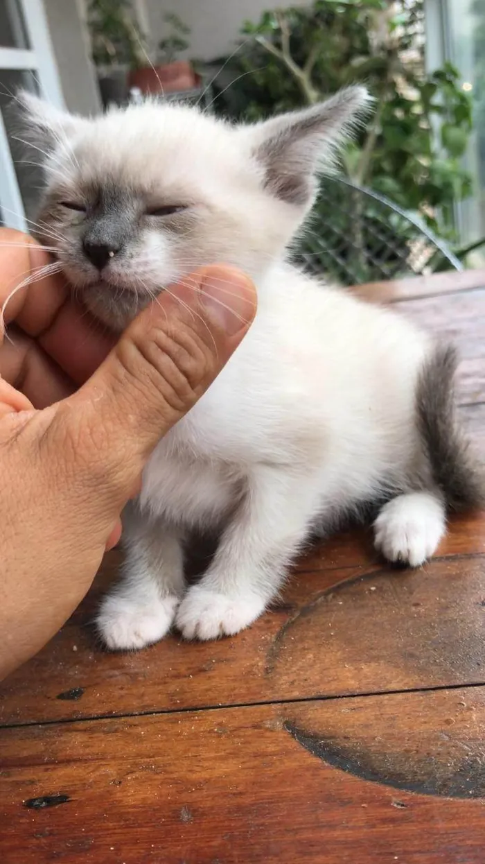 Gato ra a SRD-ViraLata idade Abaixo de 2 meses nome 10 filhotes