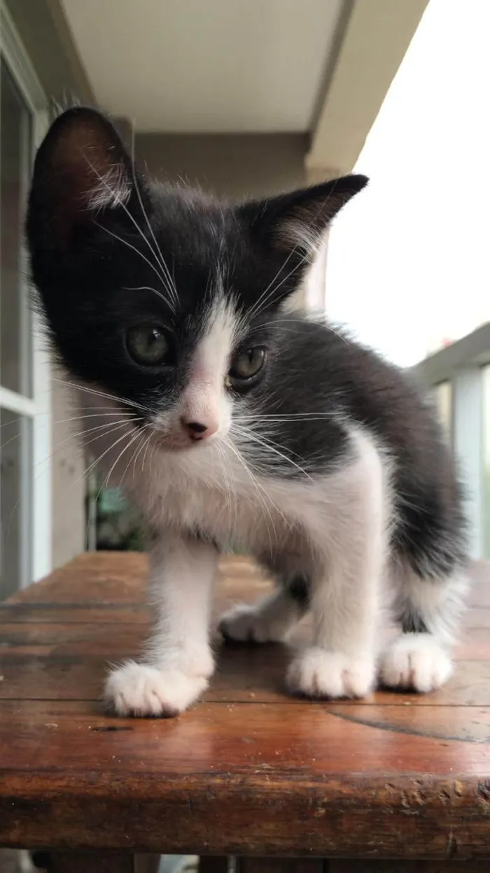 Gato ra a SRD-ViraLata idade Abaixo de 2 meses nome 10 filhotes