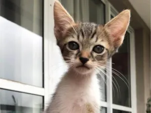 Gato raça SRD-ViraLata idade Abaixo de 2 meses nome 10 filhotes