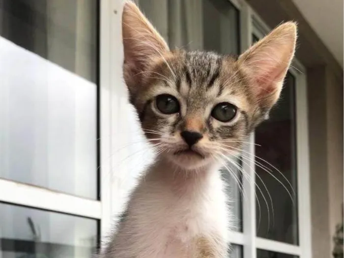 Gato ra a SRD-ViraLata idade Abaixo de 2 meses nome 10 filhotes