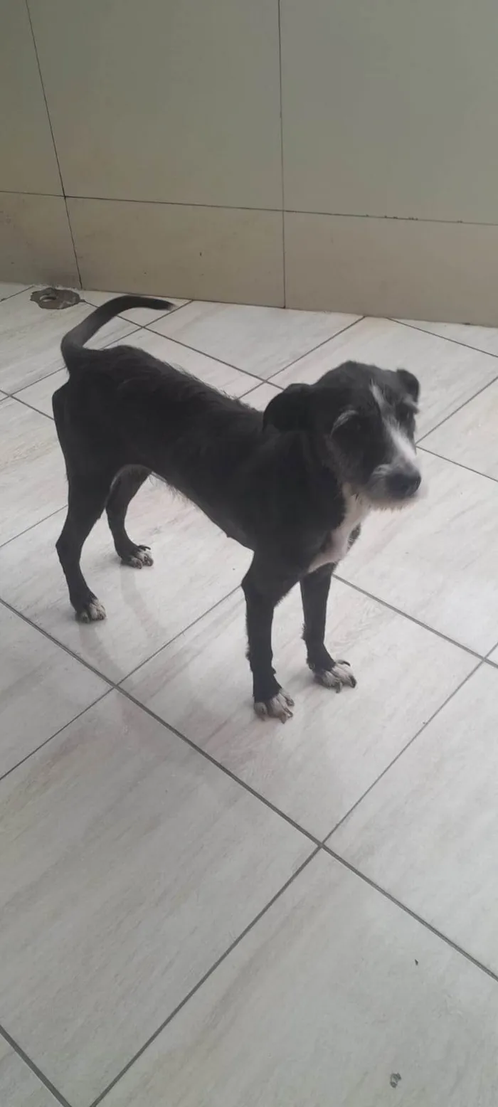 Cachorro ra a SRD-ViraLata idade 3 anos nome Athena 