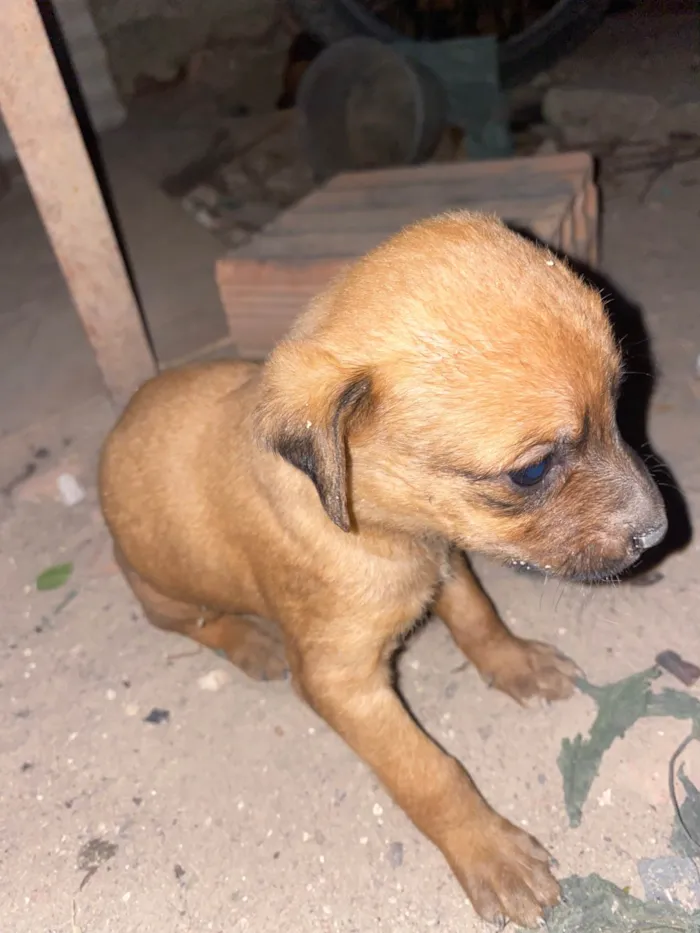 Cachorro ra a SRD-ViraLata idade Abaixo de 2 meses nome Simba 