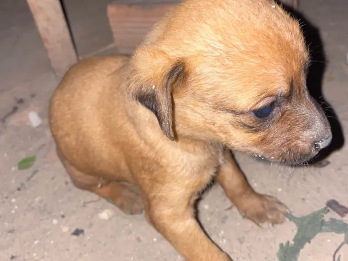 Cachorro ra a SRD-ViraLata idade Abaixo de 2 meses nome Simba 