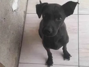 Cachorro raça SRD-ViraLata idade 2 anos nome Blade 