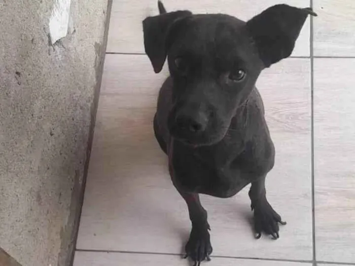 Cachorro ra a SRD-ViraLata idade 2 anos nome Blade 