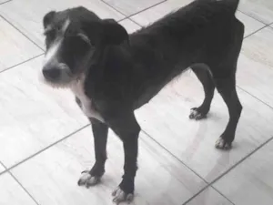 Cachorro raça SRD-ViraLata idade 3 anos nome Athena 