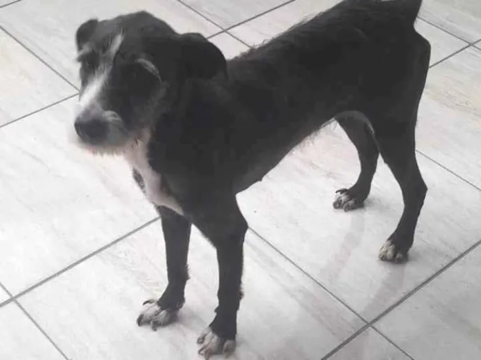 Cachorro ra a SRD-ViraLata idade 3 anos nome Athena 