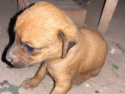 Cachorro raça SRD-ViraLata idade Abaixo de 2 meses nome Simba 