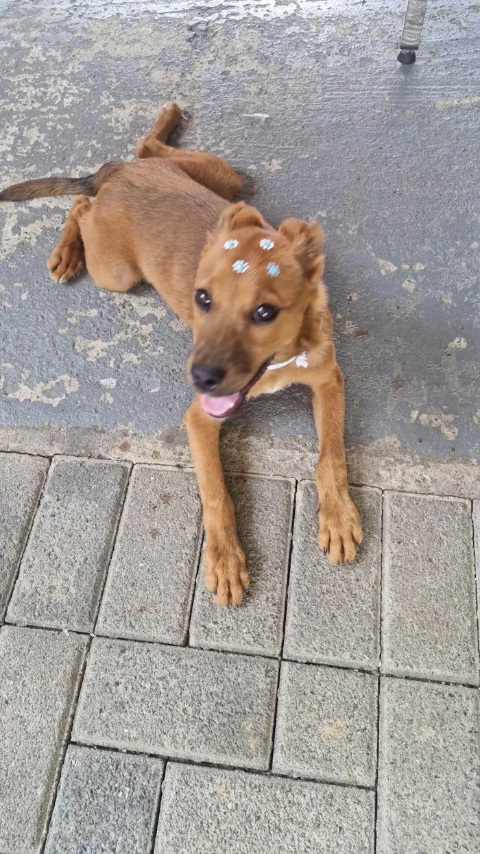 Cachorro ra a SRD-ViraLata idade 2 a 6 meses nome Tedy