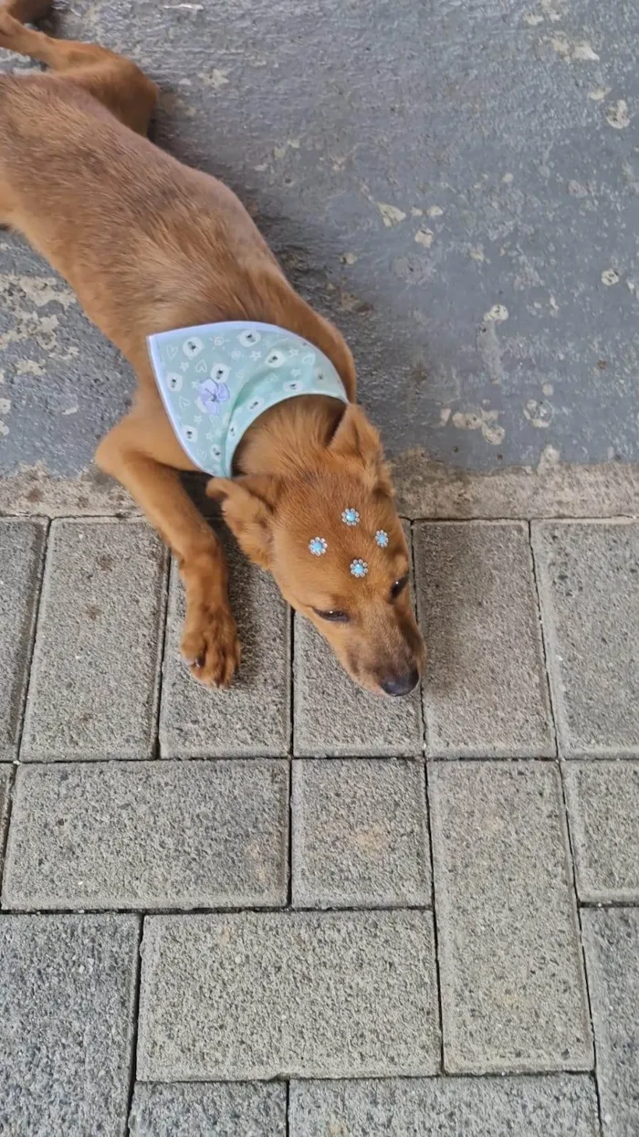 Cachorro ra a SRD-ViraLata idade 2 a 6 meses nome Tedy