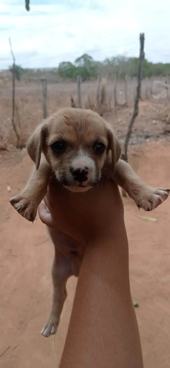 Cachorro ra a SRD-ViraLata idade Abaixo de 2 meses nome Sem nome 