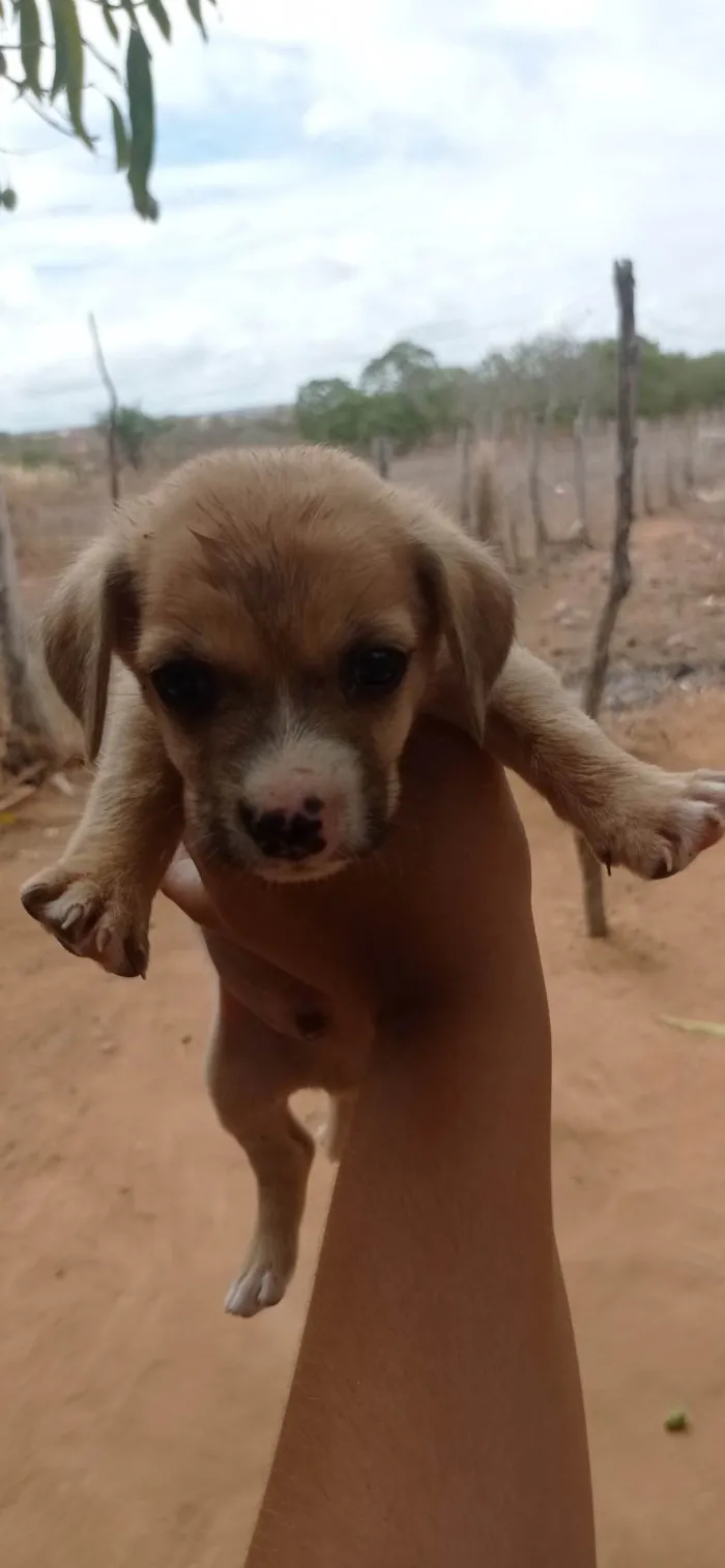 Cachorro ra a SRD-ViraLata idade Abaixo de 2 meses nome Sem nome 