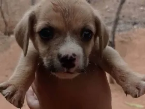 Cachorro raça SRD-ViraLata idade Abaixo de 2 meses nome Sem nome 