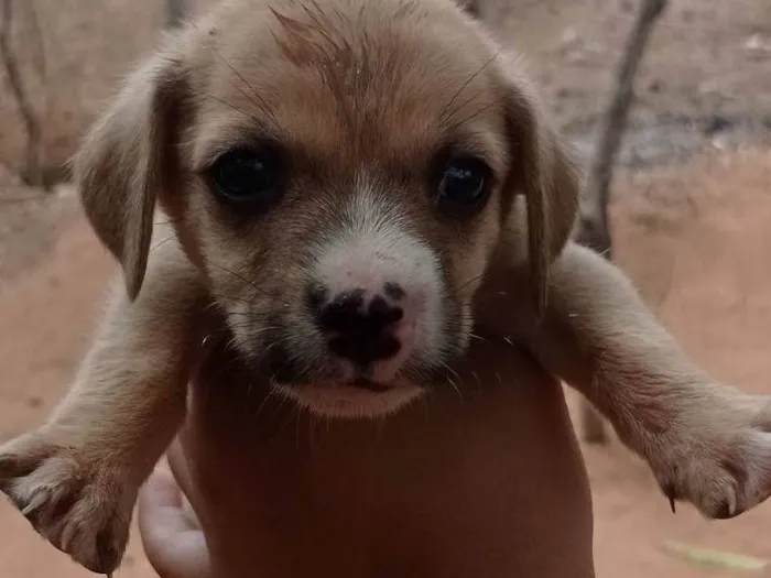 Cachorro ra a SRD-ViraLata idade Abaixo de 2 meses nome Sem nome 