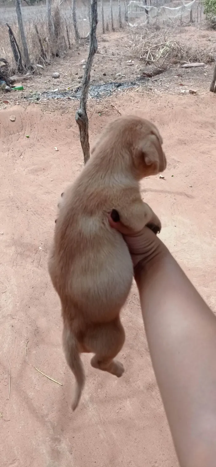 Cachorro ra a SRD-ViraLata idade Abaixo de 2 meses nome Fica a seu critério o nome