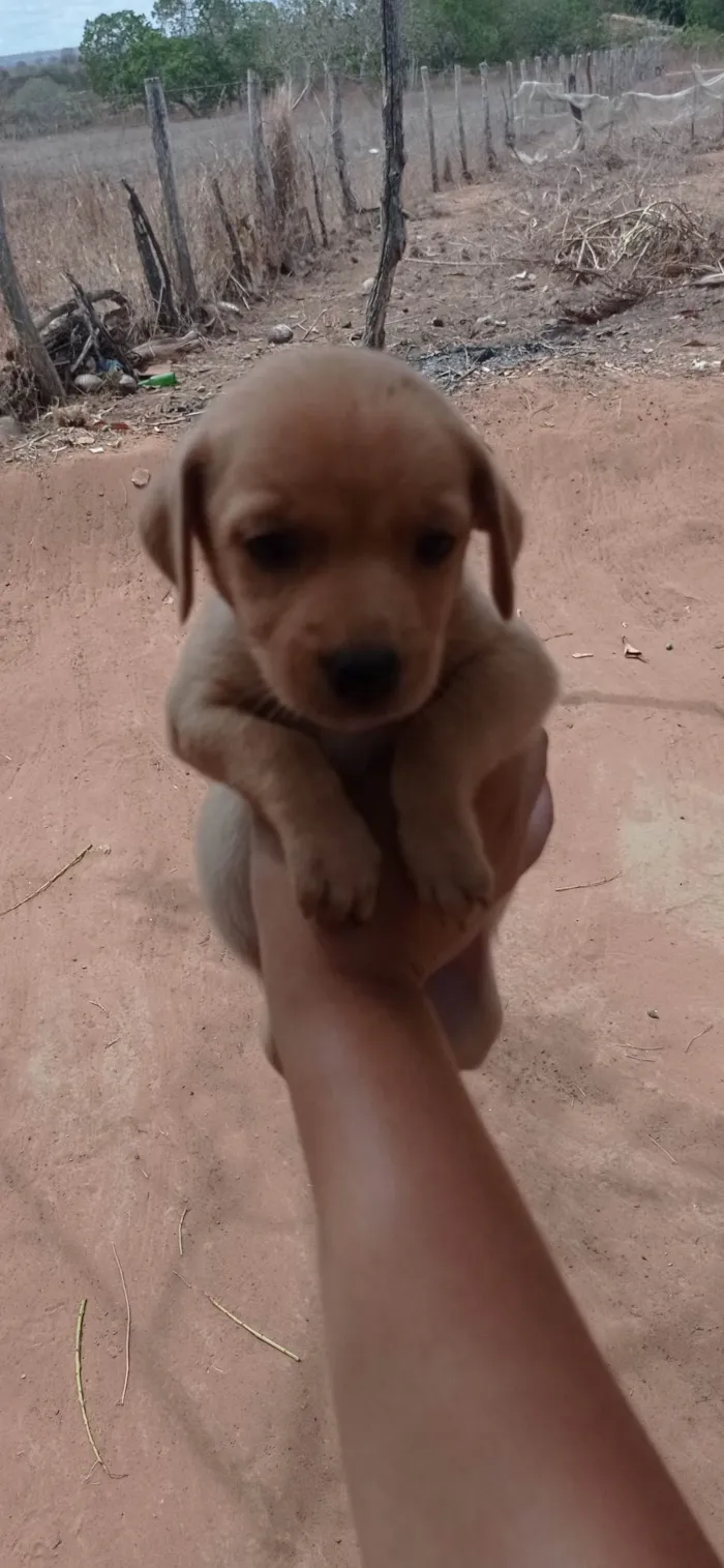 Cachorro ra a SRD-ViraLata idade Abaixo de 2 meses nome Fica a seu critério o nome