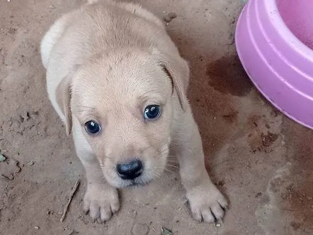 Cachorro ra a SRD-ViraLata idade Abaixo de 2 meses nome Fica a seu critério o nome