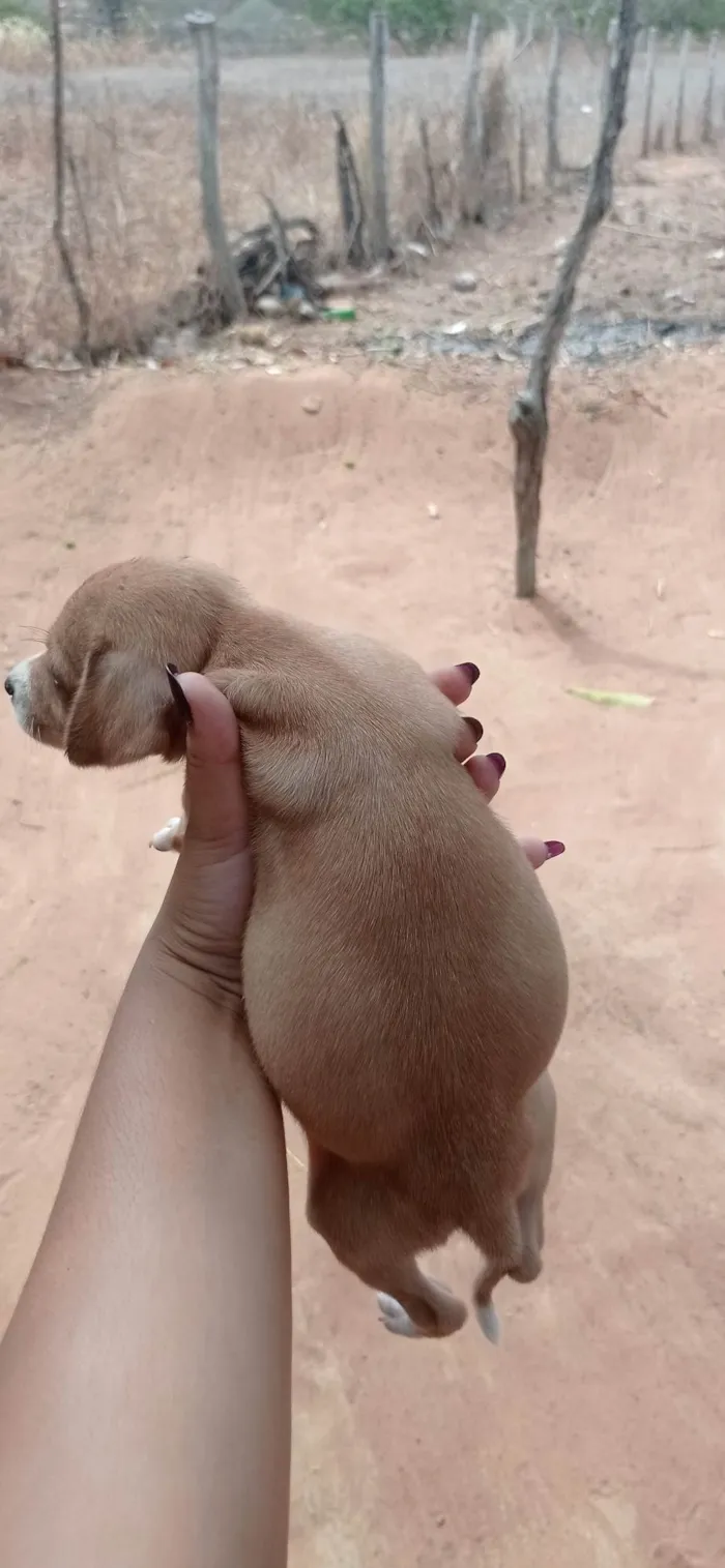 Cachorro ra a SRD-ViraLata idade Abaixo de 2 meses nome Não tem nome dediquem vocês 