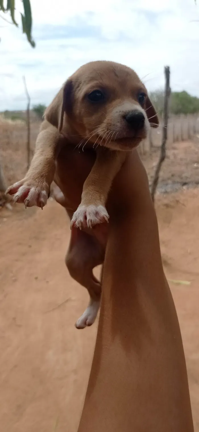 Cachorro ra a SRD-ViraLata idade Abaixo de 2 meses nome Não tem nome dediquem vocês 