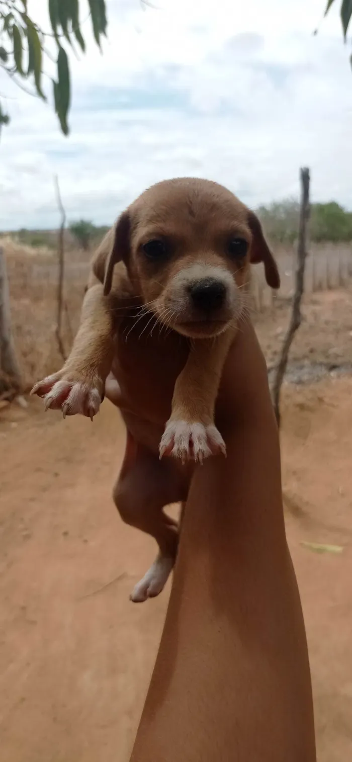 Cachorro ra a SRD-ViraLata idade Abaixo de 2 meses nome Não tem nome dediquem vocês 