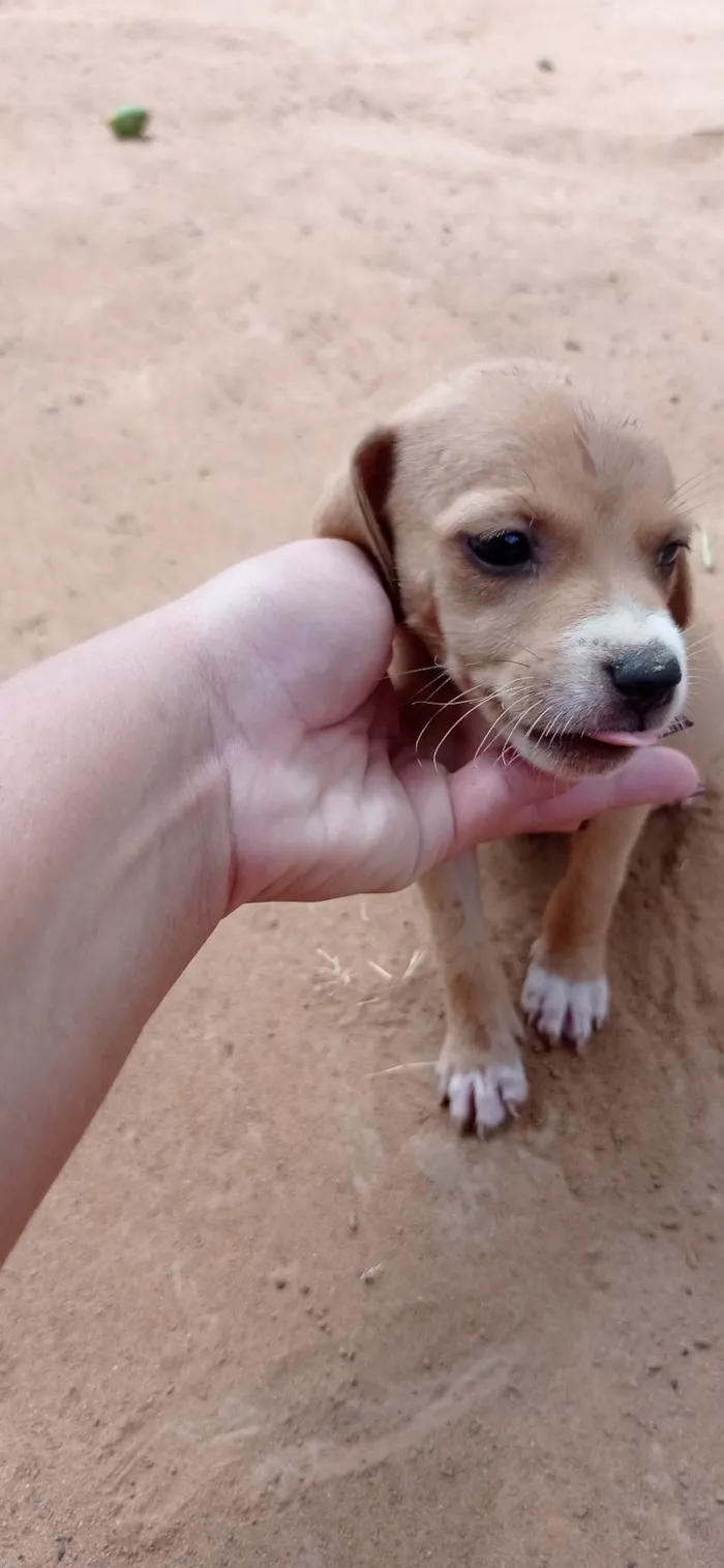 Cachorro ra a SRD-ViraLata idade Abaixo de 2 meses nome Não tem nome dediquem vocês 