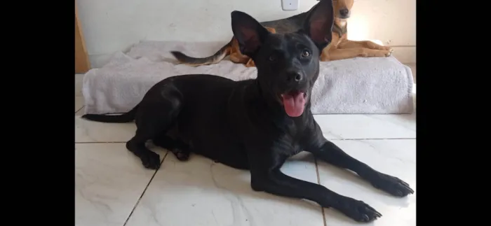 Cachorro ra a SRD-ViraLata idade 2 anos nome Zara