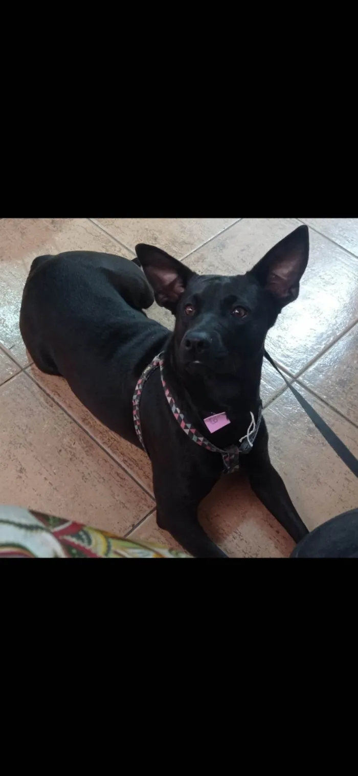 Cachorro ra a SRD-ViraLata idade 2 anos nome Zara