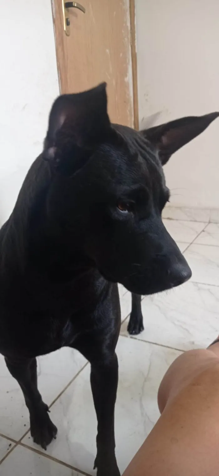 Cachorro ra a SRD-ViraLata idade 2 anos nome Zara