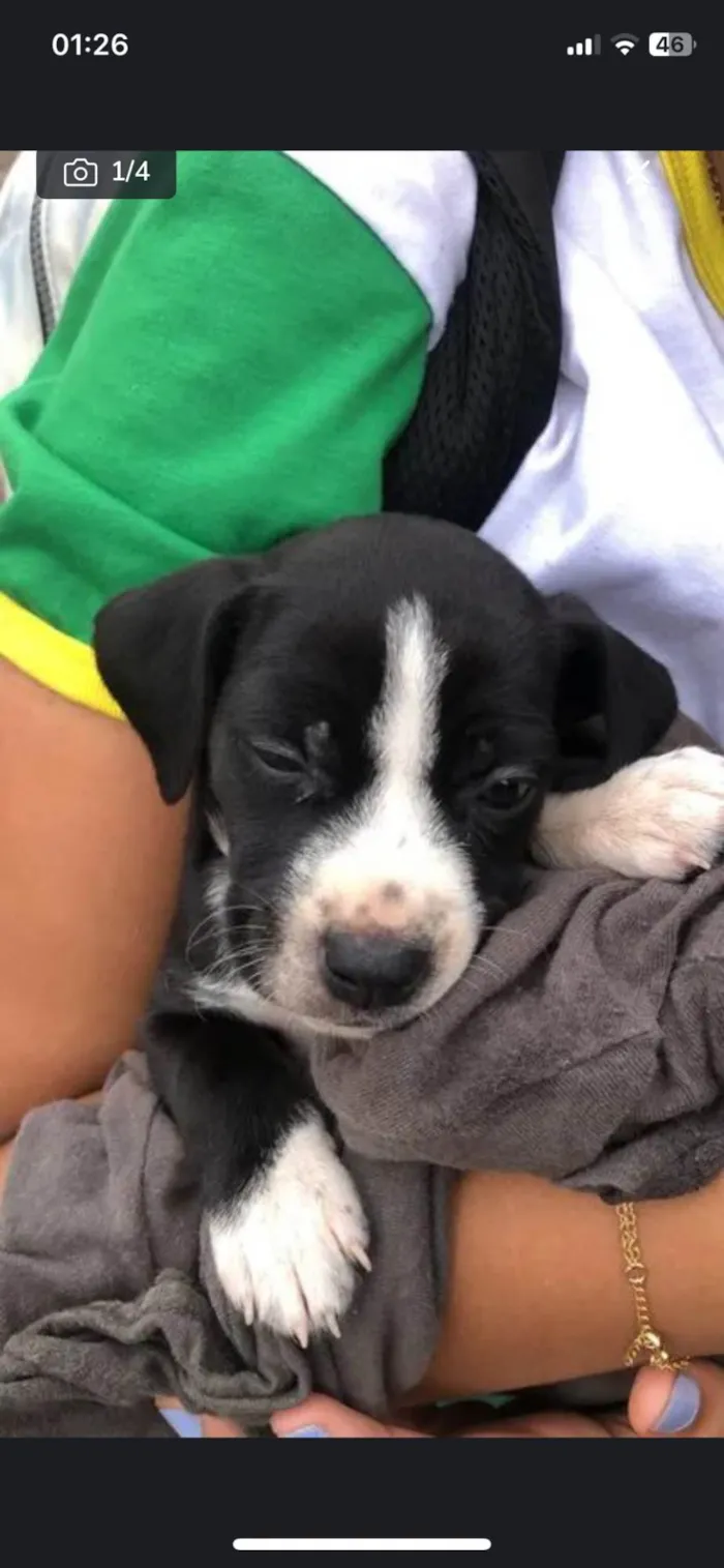 Cachorro ra a SRD-ViraLata idade Abaixo de 2 meses nome ainda nao tem nome