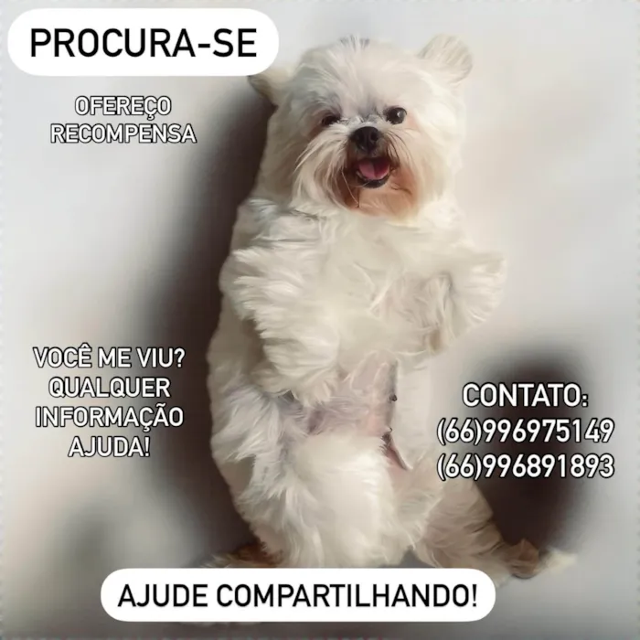 Cachorro ra a Shitzu idade 6 ou mais anos nome Luna